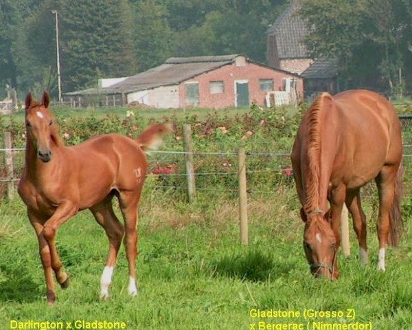 horse Donaxtma (Rhinelander, 2004, from Darlington) horse Donaxtma (Rhinelander, 2004, from Darlington)