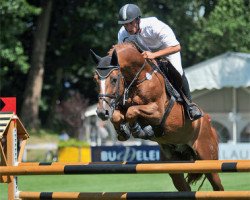 stallion Chin Quin (Westphalian, 2004, from Chin Chin)