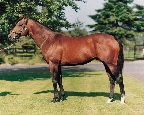 stallion Zieten xx (Thoroughbred, 1990, from Danzig xx)