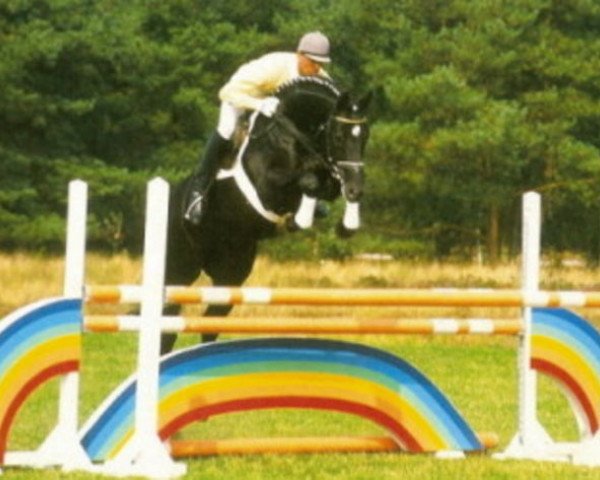 stallion Glenfiddich (Hanoverian, 1993, from Graf Grannus)