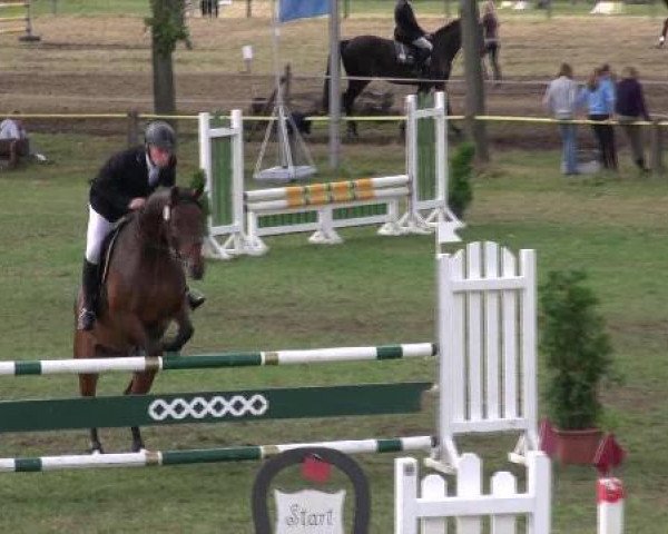 horse Dzeko's Cookie (Westphalian, 2007)