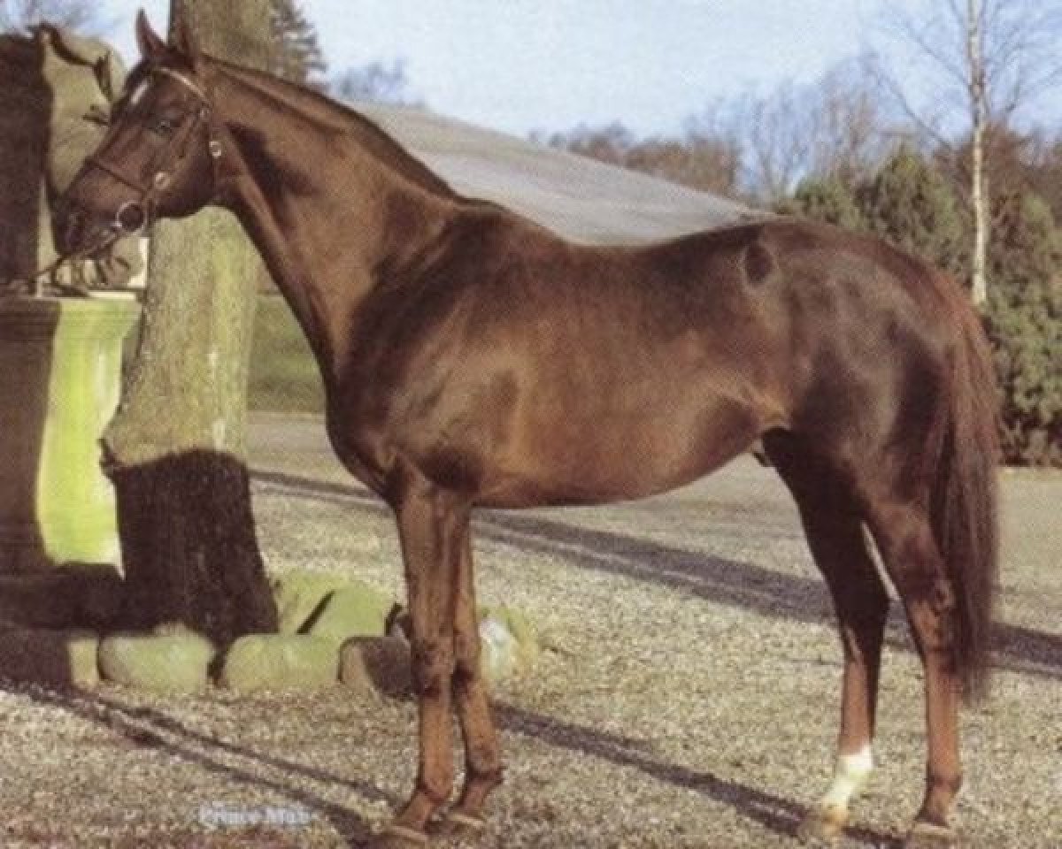 stallion Prince Mab xx (Thoroughbred, 1978, from Targowice xx)