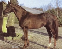 stallion Prince Mab xx (Thoroughbred, 1978, from Targowice xx)