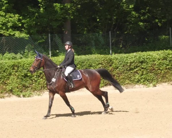 Reitturnier Böblingen 2022
