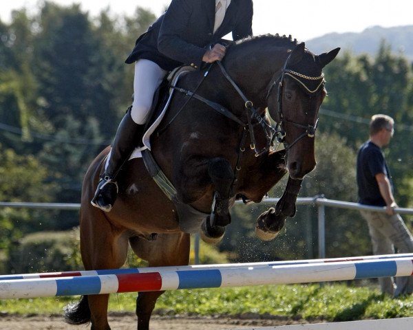 horse Chepetto 3 (Holsteiner, 1994, from Cor de la Bryère)