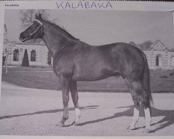 stallion Kalabaka xx (Selle Français, 1957, from Vandale xx) stallion Kalabaka xx (Selle Français, 1957, from Vandale xx)
