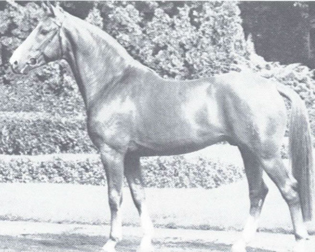 stallion Dilettant (Westphalian, 1968, from Diplomat)