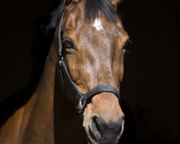 broodmare Feinschnit (Holsteiner, 1987, from Ahorn Z)