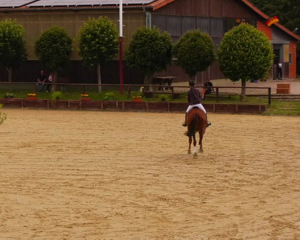 Reitturnier Schönfeld 2022