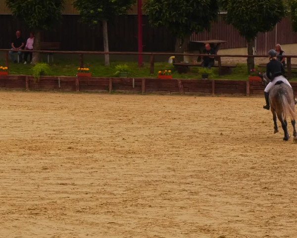 Reitturnier Schönfeld 2022