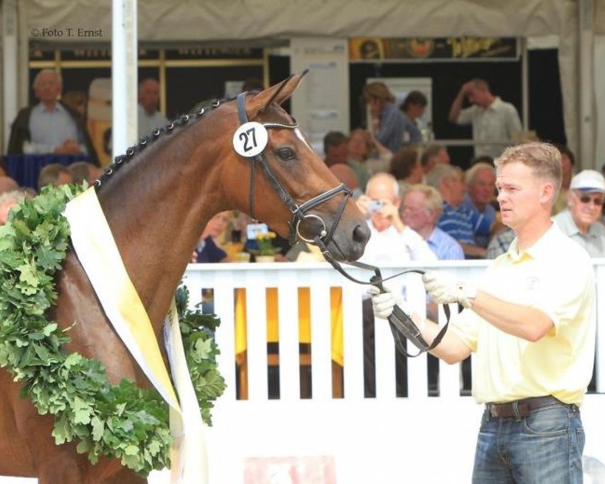 broodmare Larissa B (Hanoverian, 2008, from Lauries Crusador xx)