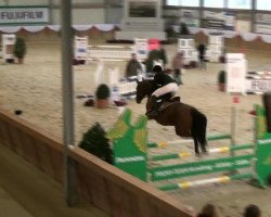 Springpferd Dijona L (Rheinländer, 2005, von Don Bedo I)