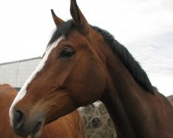 broodmare Candy Girl (Bavarian, 2002, from Countdown Zero)