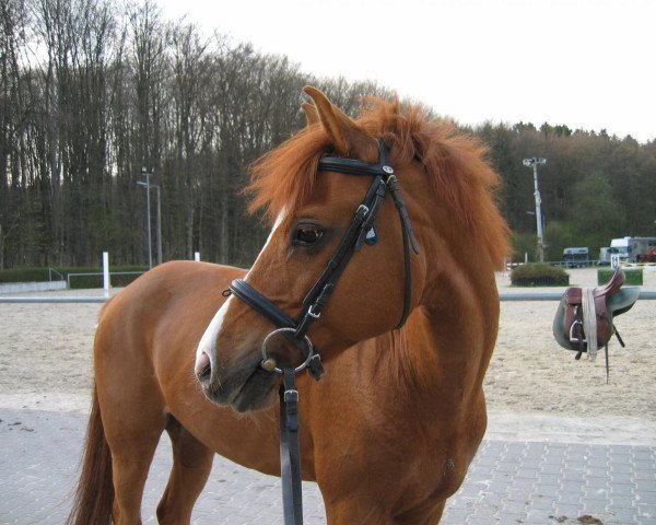 dressage horse Pik Bube (German Riding Pony, 1992, from Power Boy)