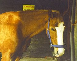 dressage horse Little Sugar Doll (German Warmblood, 1997, from Lenclos)