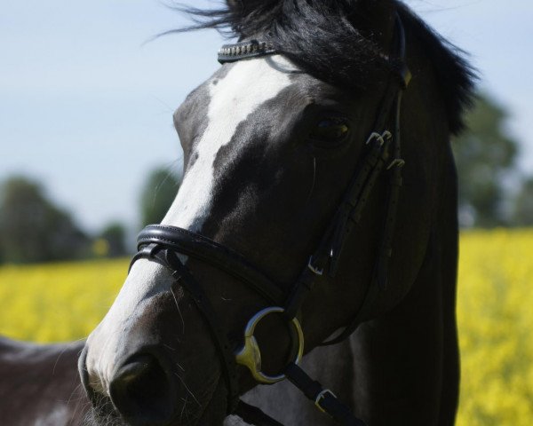 broodmare Rucoola (Hanoverian, 2000, from Rotspon) broodmare Rucoola (Hanoverian, 2000, from Rotspon)