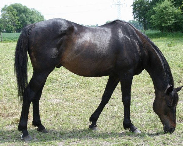 horse Akashan xx (Thoroughbred, 1990, from M-Lolshan xx)