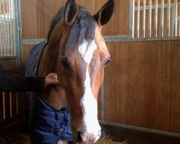jumper Catoki's As (Hanoverian, 2007, from Catoki)
