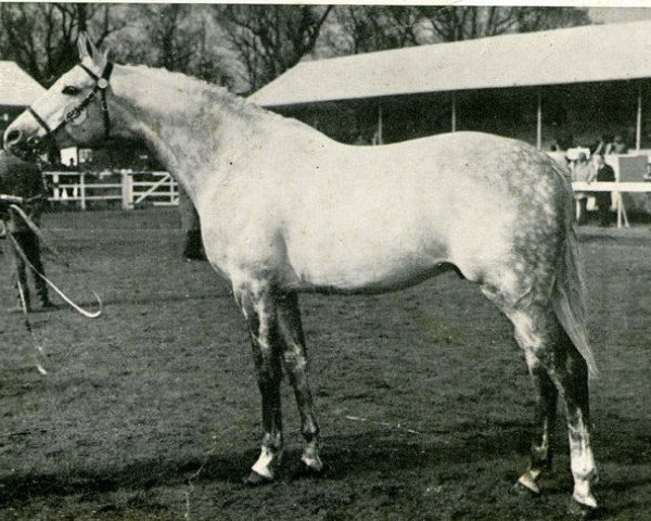 stallion Maestose xx (Thoroughbred, 1962, from Sovereign Path xx) stallion Maestose xx (Thoroughbred, 1962, from Sovereign Path xx)