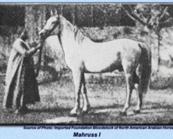 stallion Mahruss EAO (Arabian purebred, 1878, from Wazir 1863 ox)