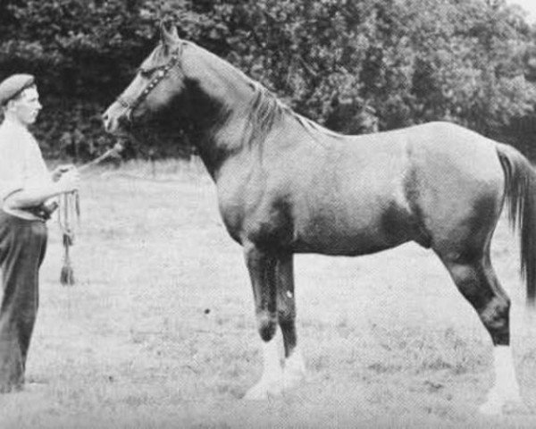 Deckhengst Mahruss II EAO (Vollblutaraber, 1893, von Mahruss EAO)