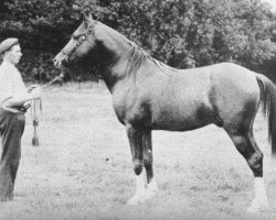 stallion Mahruss II EAO (Arabian purebred, 1893, from Mahruss EAO)