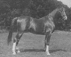 stallion Rijm 1901 ox (Arabian purebred, 1901, from Mahruss II EAO)