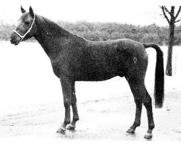 broodmare Fasila EAO (Arabian purebred, 1923, from Rasim 1906 ox) broodmare Fasila EAO (Arabian purebred, 1923, from Rasim 1906 ox)