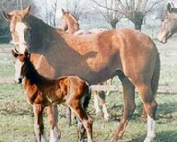 broodmare Gratia (Westphalian, 1970, from Graphit)