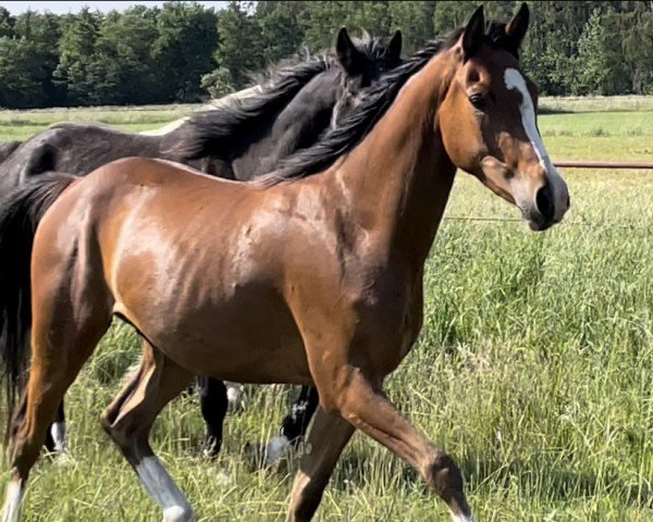 horse Donnerwetter (German Riding Pony, 2019, from Kastanienhof Donnertrommler)