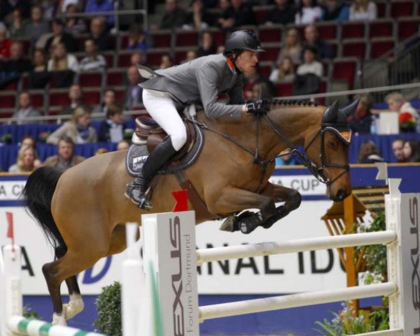 broodmare Quibell 5 (Holsteiner, 2003, from Quintero)