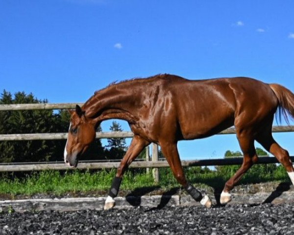 jumper Danica E (Oldenburg, 2012, from De Martino)