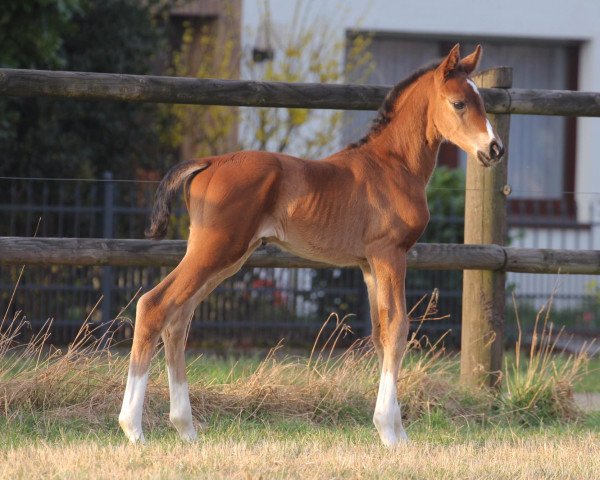 horse Stute von Sir Heinrich / Fürst Piccolo (Westphalian, 2022, from Sir Heinrich OLD)