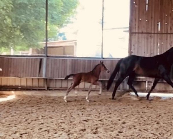 Pferd Senza Te JS (Westfale, 2022, von San To Alati FRH)
