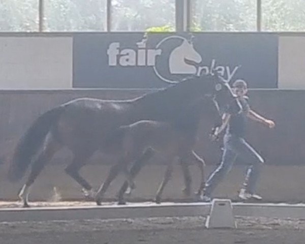 Pferd Majestic Mia JS (Westfale, 2022, von Majestic Taonga)