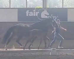 Pferd Majestic Mia JS (Westfale, 2022, von Majestic Taonga)