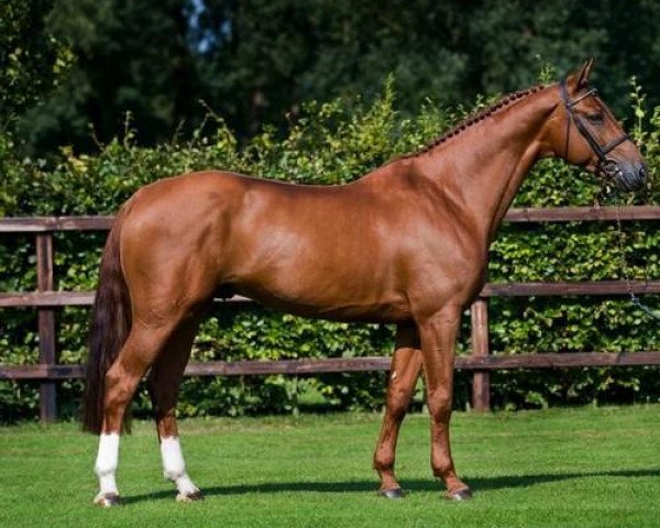 Deckhengst London (Belgisches Warmblut, 2002, von Nabab de Rêve)