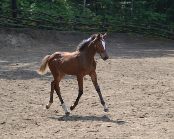 horse Happy Dayz (KWPN (Royal Dutch Sporthorse), 2012, from VDL Cardento 933)