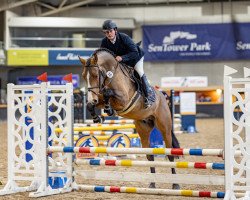 Pferd Second Million van het Schaeck (Belgisches Warmblut, 2018, von Plot Blue)