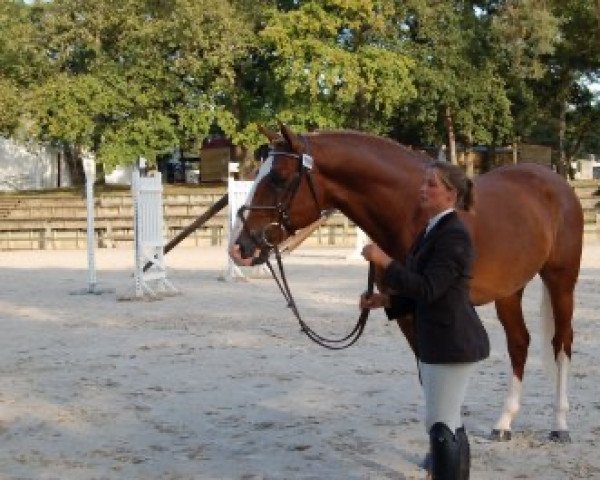jumper Quattro du Gue (Selle Français, 2004, from Elan de la Cour)