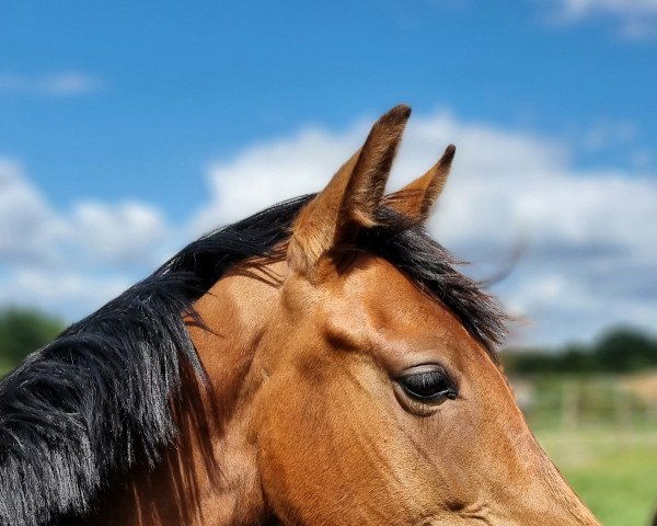 dressage horse Vinkelwunder (Westphalian, 2021, from Vaderland OLD)