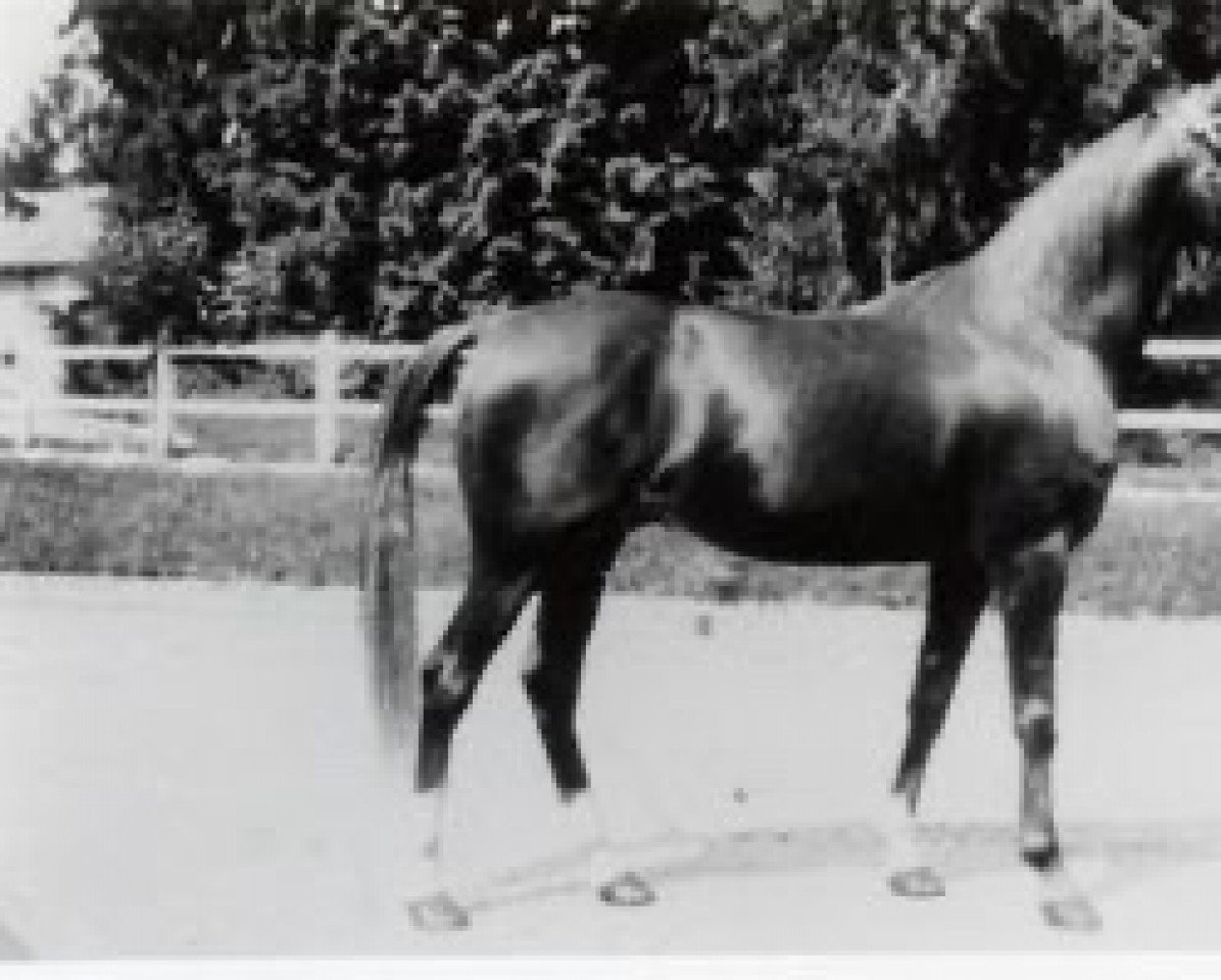 stallion El Sbaa ox (Arabian purebred, 1920, from Maneghi Sbyeli ox)
