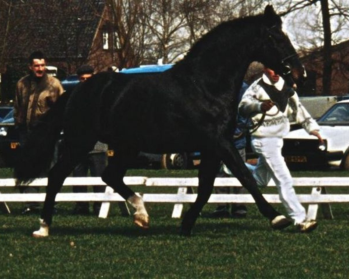 Deckhengst Naturel (KWPN (Niederländisches Warmblut), 1972, von Lucky Boy xx)