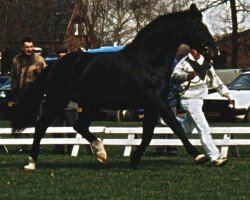 Deckhengst Naturel (KWPN (Niederländisches Warmblut), 1972, von Lucky Boy xx)