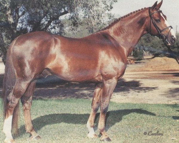 stallion Nebelhorn (Hanoverian, 1978, from Nebelwerfer) stallion Nebelhorn (Hanoverian, 1978, from Nebelwerfer)