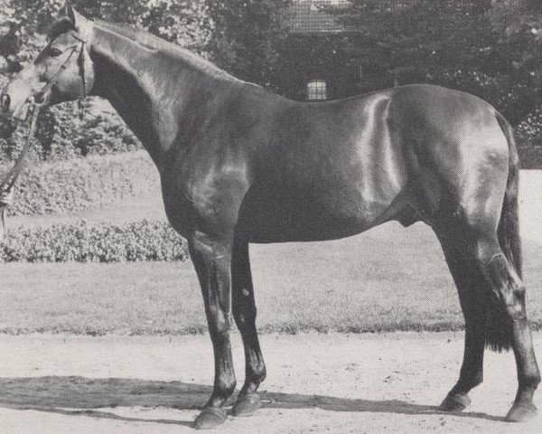 Springpferd Sinatra 1946 (Westfale, 1971, von Sinus xx 1495) Springpferd Sinatra 1946 (Westfale, 1971, von Sinus xx 1495)
