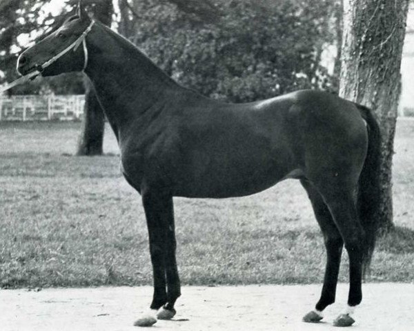 stallion Tremolo xx (Thoroughbred, 1959, from Le Tyrol xx) stallion Tremolo xx (Thoroughbred, 1959, from Le Tyrol xx)