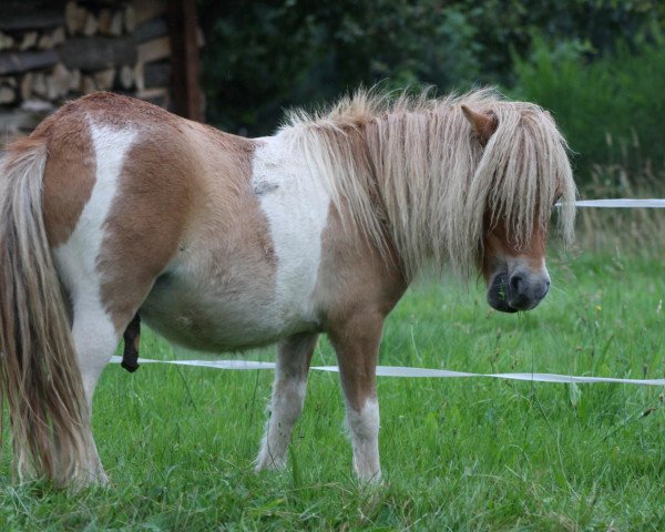 horse Pinocchio von der Gerlingermühle (Shetland pony (under 87 cm), 2011, from Paradox a.d.Westerwald)