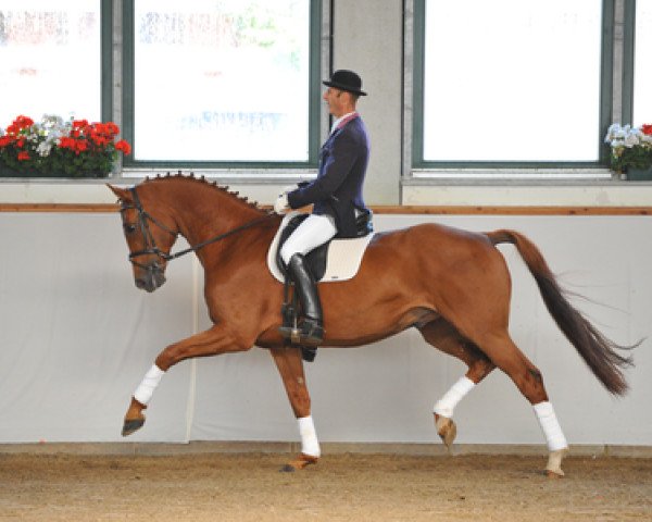 Pferd Quandu P (Deutsches Sportpferd, 2006, von Quando-Quando)