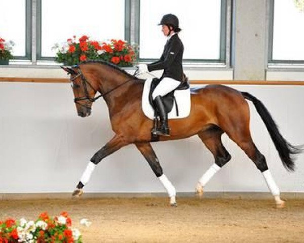 dressage horse Faro (German Sport Horse, 2009, from Florenciano 6)